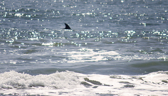 OBX 2015 14