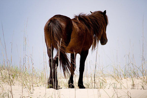 OBX 2015 18