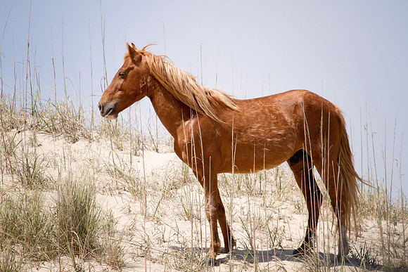 OBX 2015 19