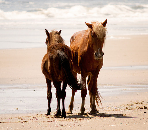 OBX 2015 20