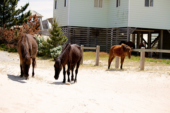 OBX 2015 21